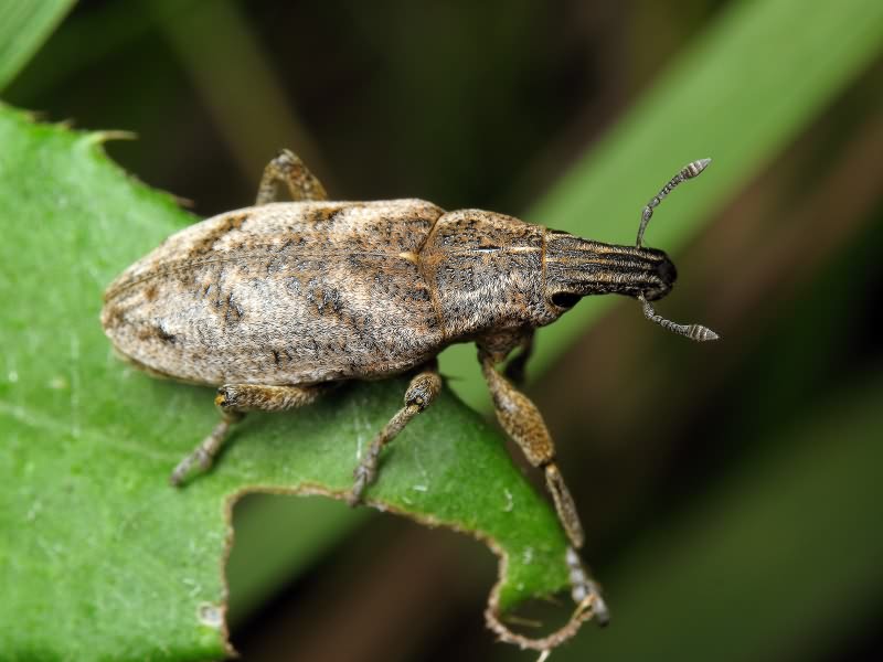 Cleonis pigra (Scopoli, 1763)